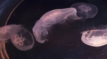 تغيرات القطب الجنوبي تهدد تخزين الكربون وتحدث خللاً في السلسلة الغذائية البحرية